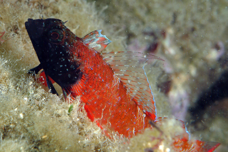 Tripterygion tripteronotus (Risso, 1810)